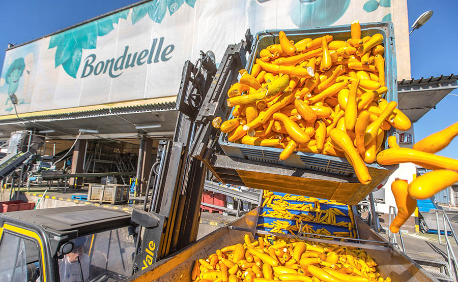 Applicazioni – L’efficienza dei carrelli Yale contribuisce alla freschezza delle verdure surgelate