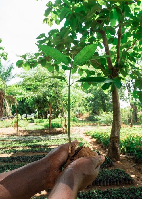 Vertiv insieme a Treedom, pianta altri 1.200 alberi a beneficio dell’ambiente Vertiv insieme a Treedom, pianta altri 1.200 alberi a beneficio dell’ambiente