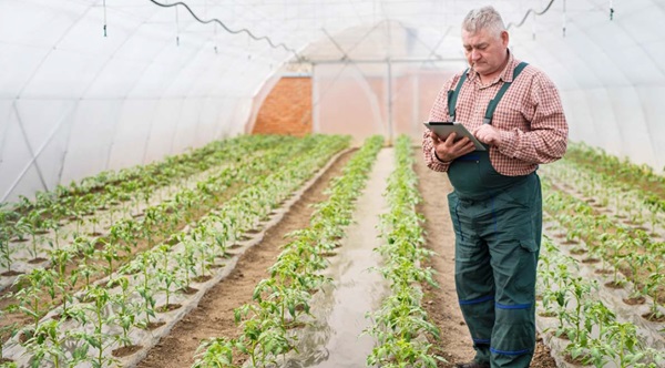 Hortifrut ha collaborato con Cambium Networks e Codipro, implementando il Wi-Fi 6 per ridefinire il panorama dell’agricoltura connessa.