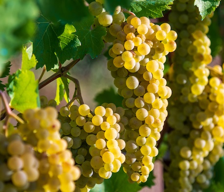 Eatable Adventures-Wine Tech Challenge